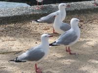 Albums/20060200-New Zealand 2006/20060203-Banks_Akaroa/12